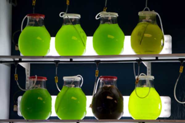 Renewable Energy: Biomass Algae Flasks